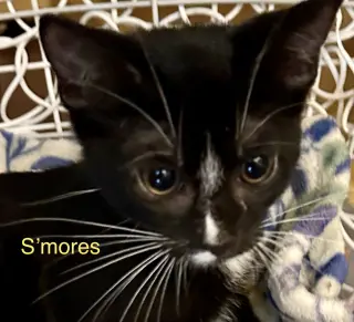 Smores