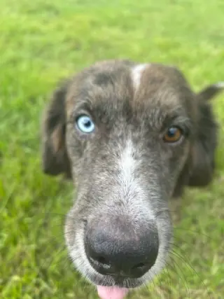 Brownie