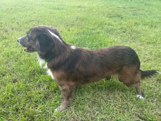 Brownie