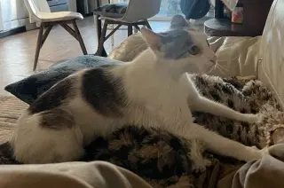 Lady Jane Grey