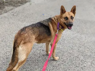Sassy Pants