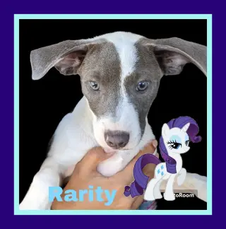 Rarity