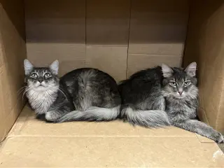 Mimic