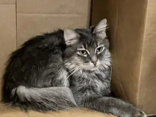 Mimic