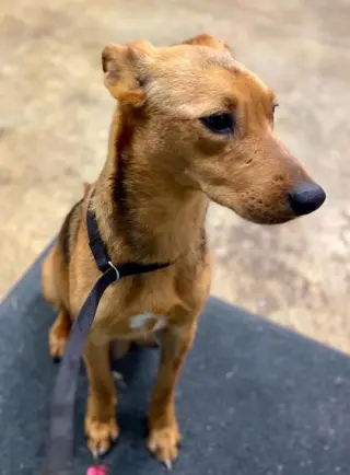 FRENCH FRY