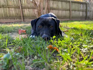 Sebastian aka Sea Bass