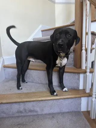 Sebastian aka Sea Bass