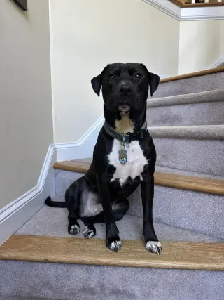 Sebastian aka Sea Bass