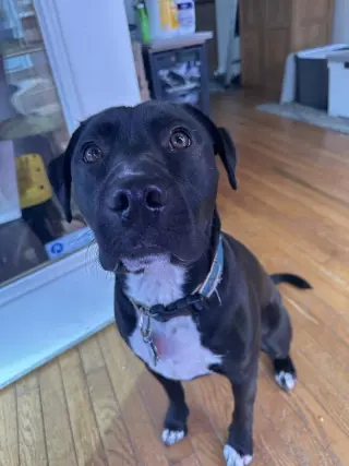 Sebastian aka Sea Bass