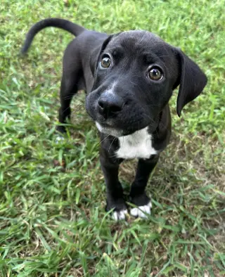 Sebastian aka Sea Bass