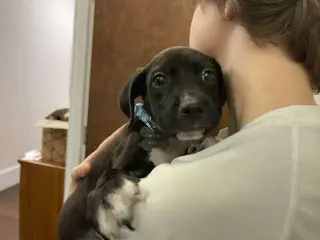 Sebastian aka Sea Bass