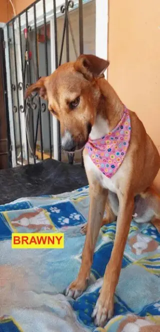 Brawny