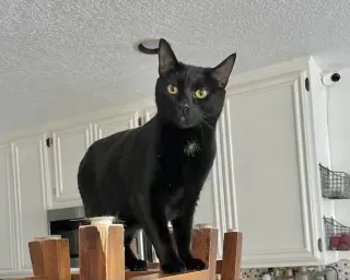 Mousse