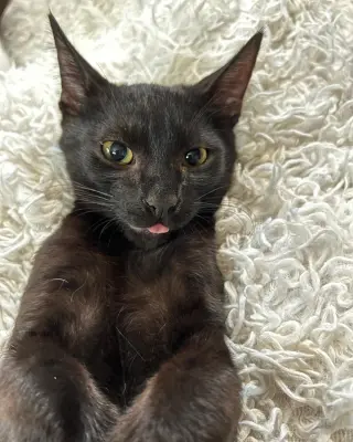 Mousse