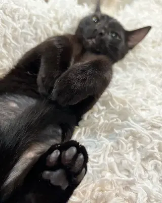 Mousse