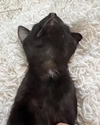 Mousse