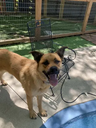 Hazel