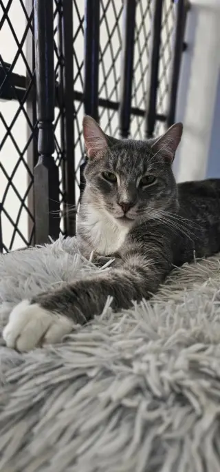 Baloo