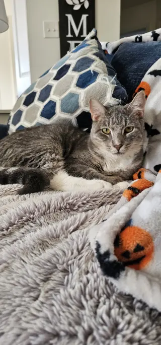 Baloo