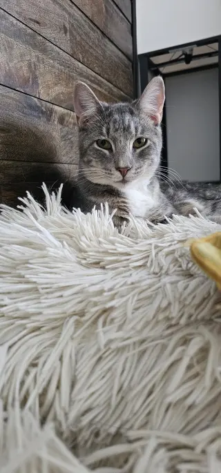 Baloo