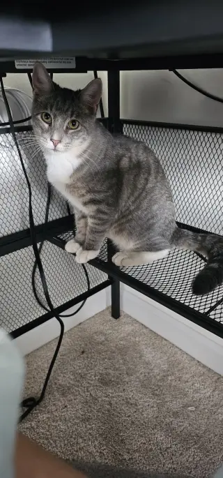 Baloo