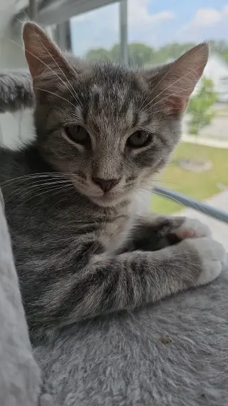 Baloo