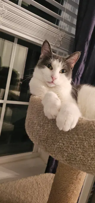 Mowgli