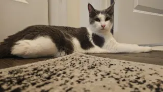 Mowgli