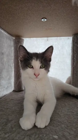 Mowgli