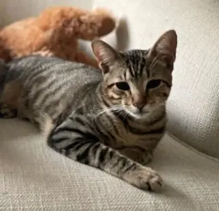 Rebel (and Tiny)