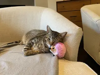 Rebel (and Tiny)