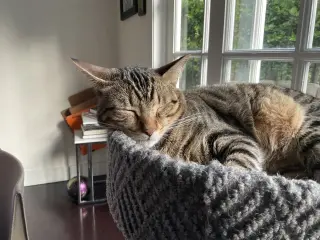 Rebel (and Tiny)