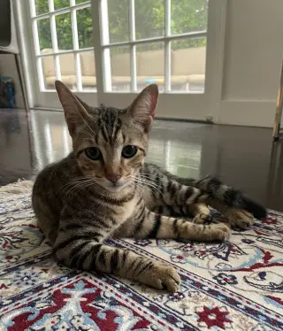 Rebel (and Tiny)