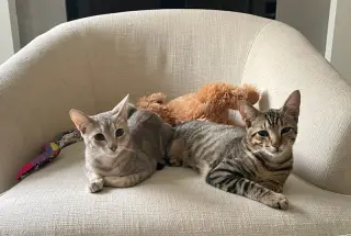 Rebel (and Tiny)