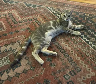 Tiny (and Rebel)
