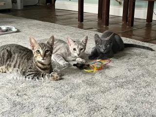 Tiny (and Rebel)
