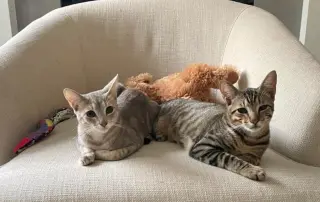 Tiny (and Rebel)