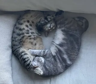Tiny (and Rebel)