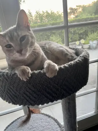 Tiny (and Rebel)