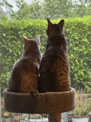 Tiny (and Rebel)