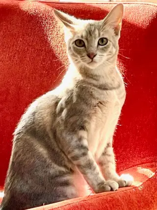 Tiny (and Rebel)