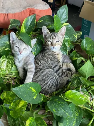 Tiny (and Rebel)