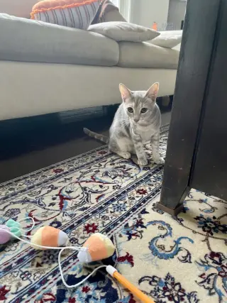Tiny (and Rebel)