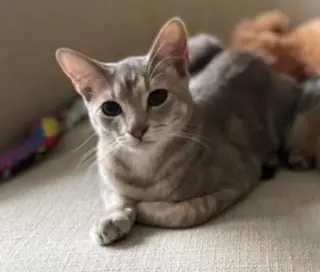 Tiny (and Rebel)