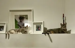 Tiny (and Rebel)