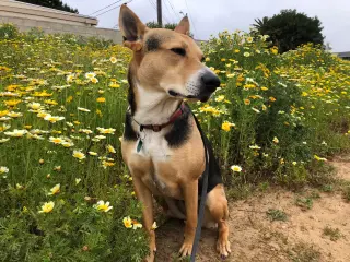 Scout