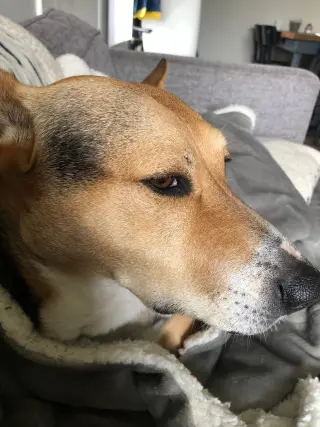 Scout