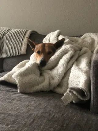 Scout