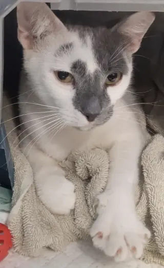 Pistachio
