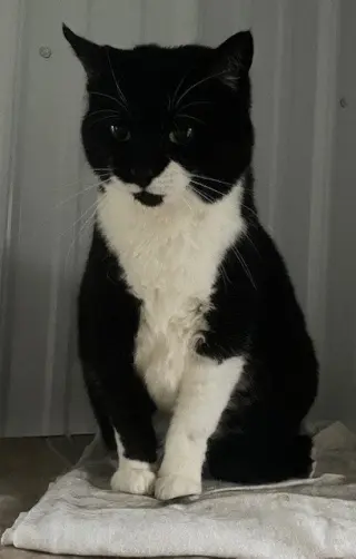 Pickles (Dottie)